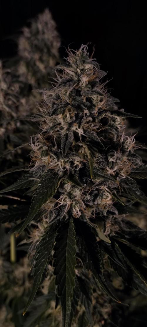 Zamnesia 2026 Plagron Eternity grow cup. Week 15