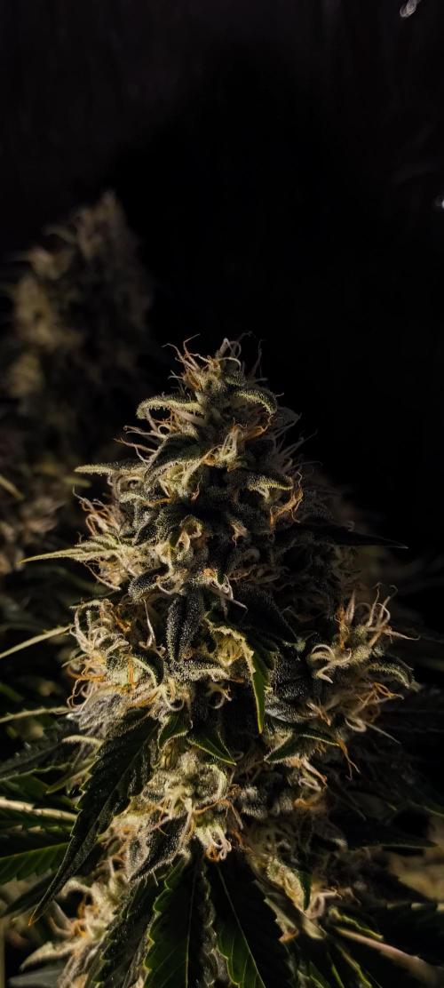 Zamnesia 2026 Plagron Eternity grow cup. Week 15