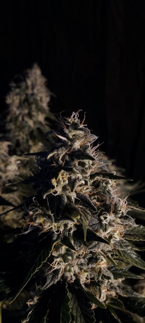 Zamnesia 2026 Plagron Eternity grow cup. Week 15