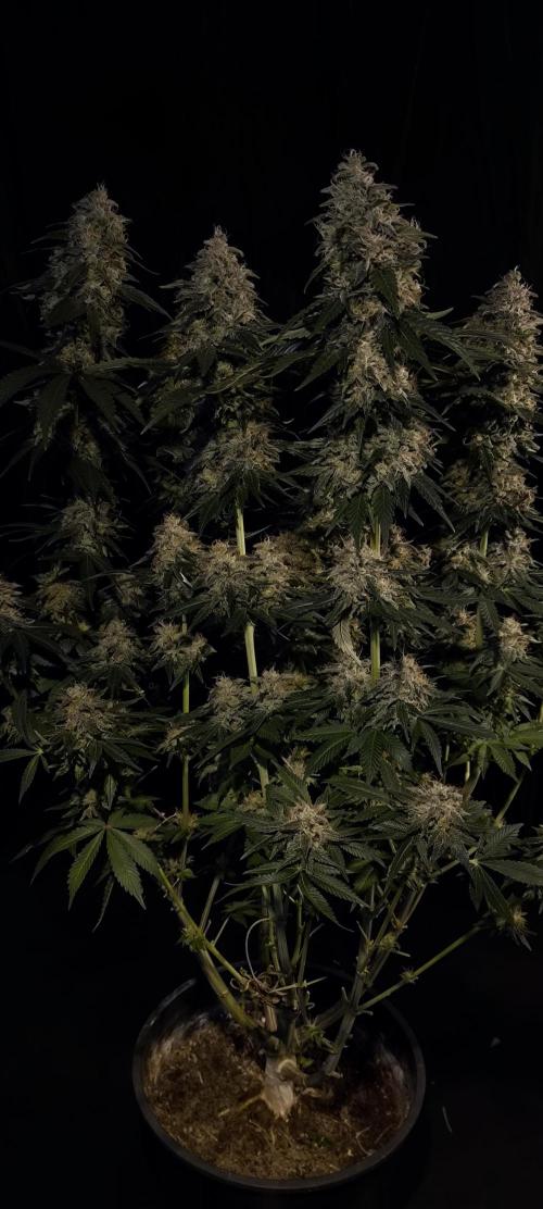 Zamnesia 2026 Plagron Eternity grow cup. Week 15