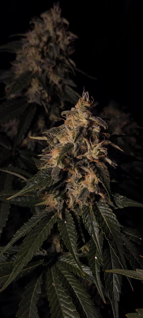 Zamnesia 2026 Plagron Eternity grow cup. Week 15