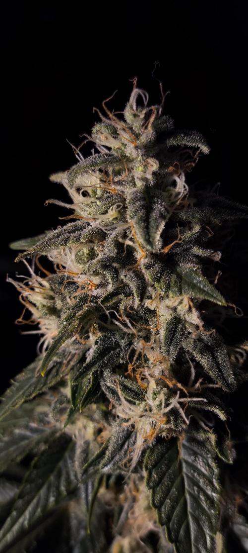 Zamnesia 2026 Plagron Eternity grow cup. Week 15