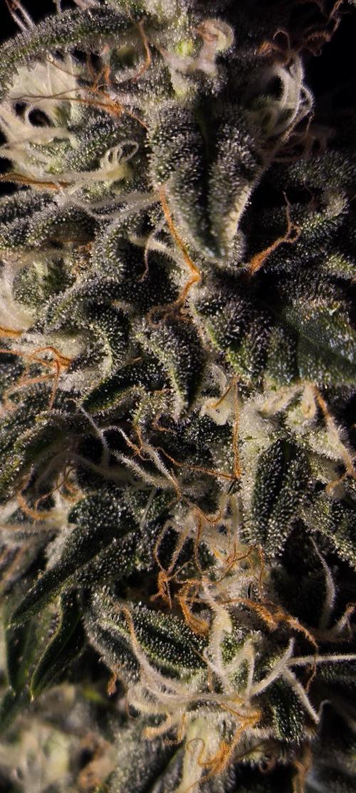 Zamnesia 2026 Plagron Eternity grow cup. Week 15