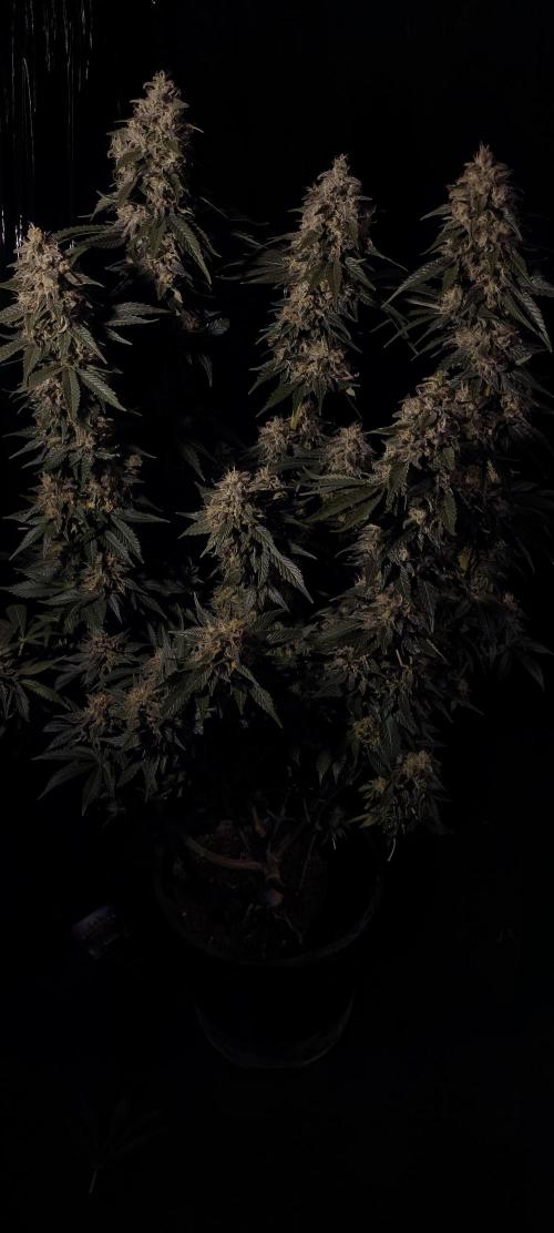 Zamnesia 2026 Plagron Eternity grow cup. Week 15