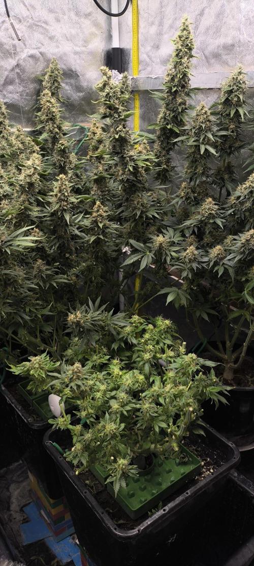 Zamnesia 2026 Plagron Eternity grow cup. Week 15