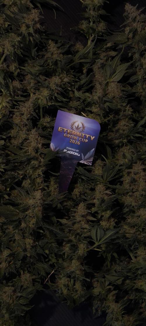 Zamnesia 2026 Plagron Eternity grow cup. Week 15