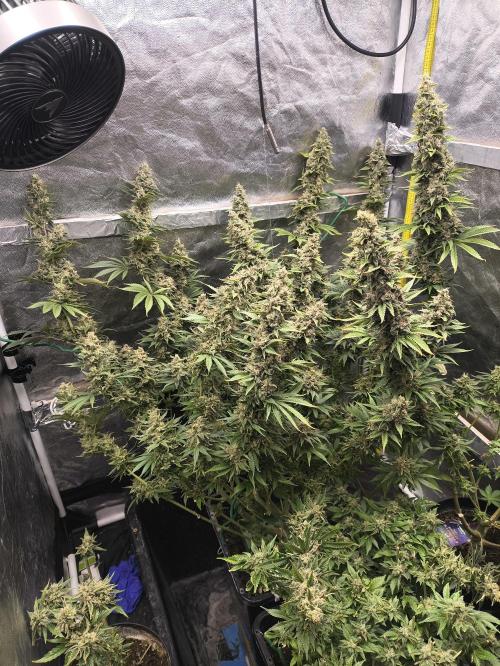 Zamnesia 2026 Plagron Eternity grow cup. Week 16