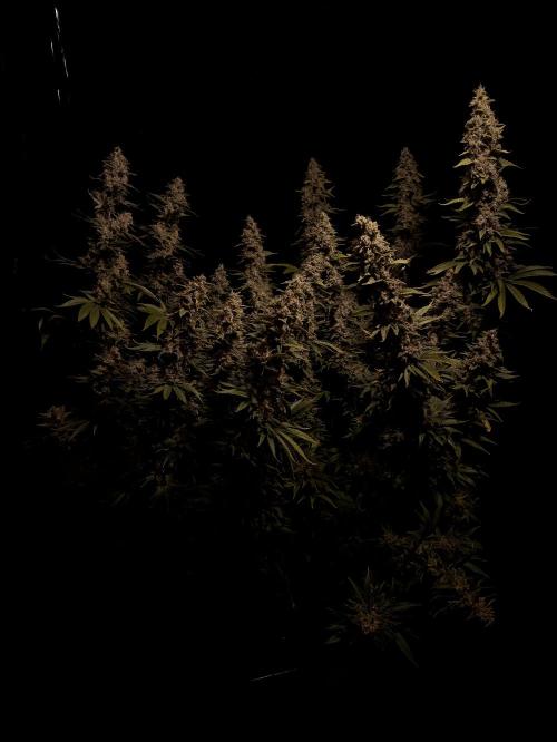Zamnesia 2026 Plagron Eternity grow cup. Week 16