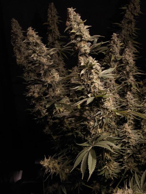 Zamnesia 2026 Plagron Eternity grow cup. Week 16