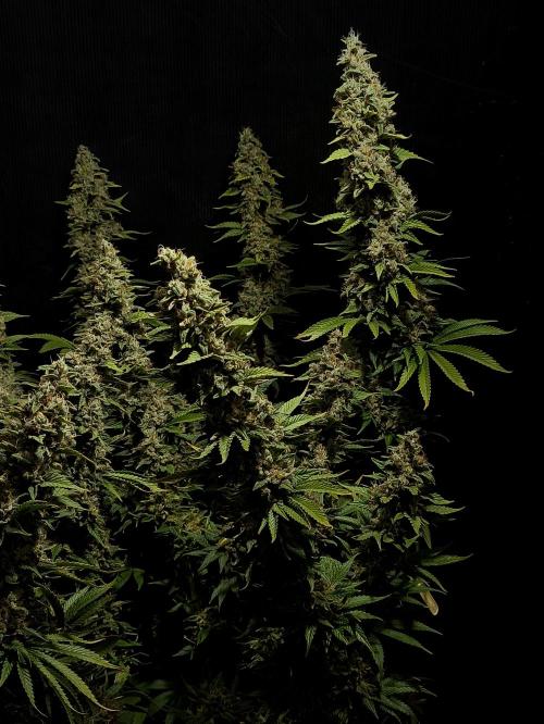 Zamnesia 2026 Plagron Eternity grow cup. Week 16