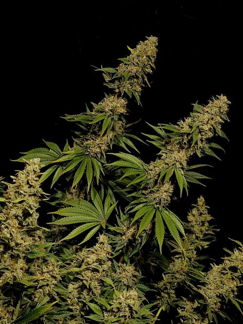 Zamnesia 2026 Plagron Eternity grow cup. Week 16