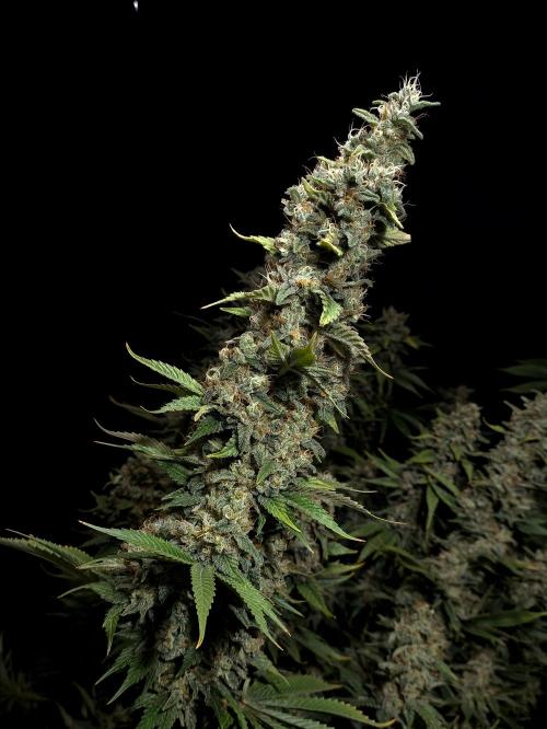 Zamnesia 2026 Plagron Eternity grow cup. Week 16
