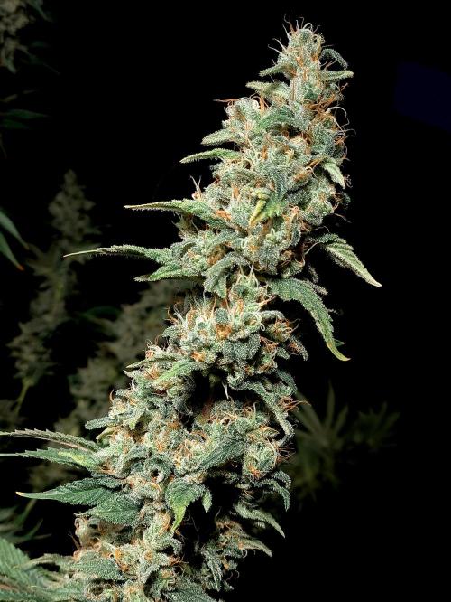 Zamnesia 2026 Plagron Eternity grow cup. Week 16