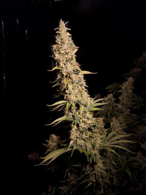 Zamnesia 2026 Plagron Eternity grow cup. Week 16