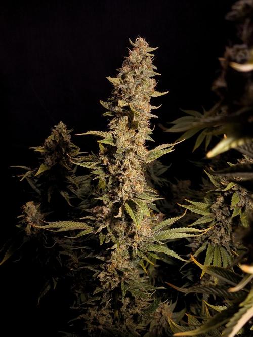 Zamnesia 2026 Plagron Eternity grow cup. Week 16