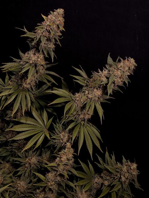 Zamnesia 2026 Plagron Eternity grow cup. Week 16