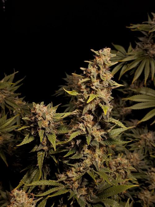 Zamnesia 2026 Plagron Eternity grow cup. Week 16