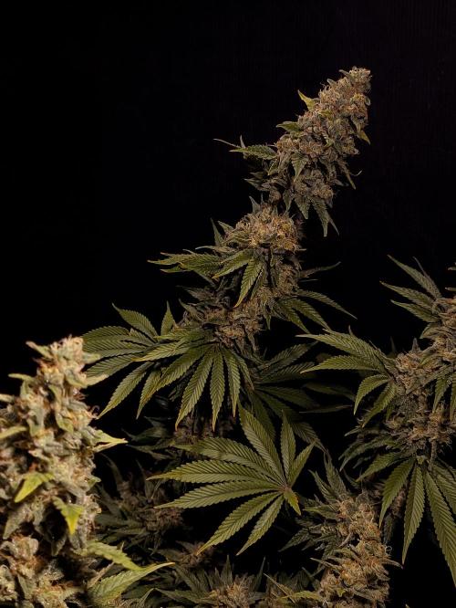 Zamnesia 2026 Plagron Eternity grow cup. Week 16