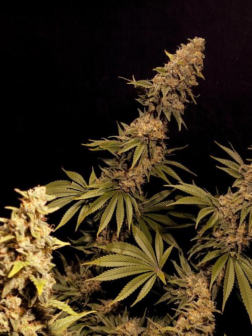 Zamnesia 2026 Plagron Eternity grow cup. Week 16