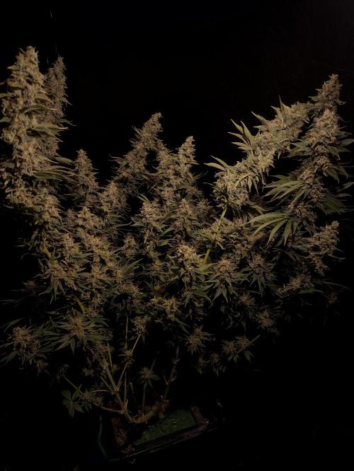 Zamnesia 2026 Plagron Eternity grow cup. Week 16