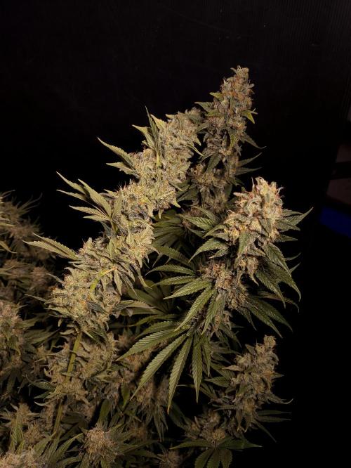 Zamnesia 2026 Plagron Eternity grow cup. Week 16