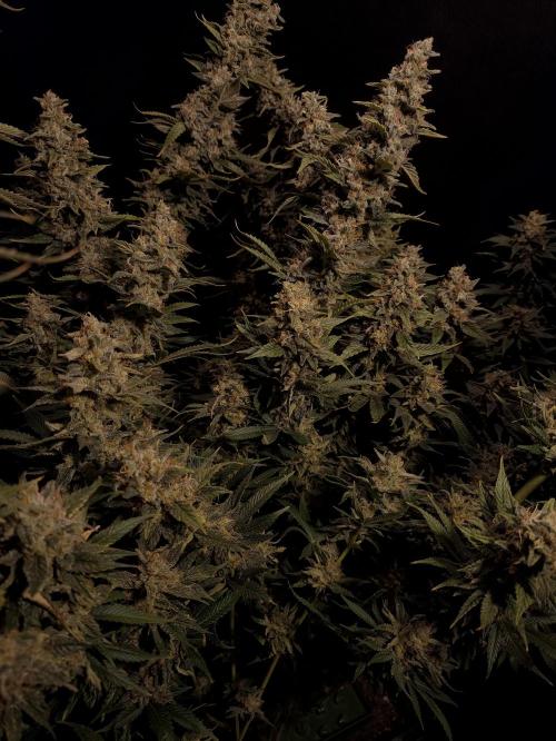 Zamnesia 2026 Plagron Eternity grow cup. Week 16