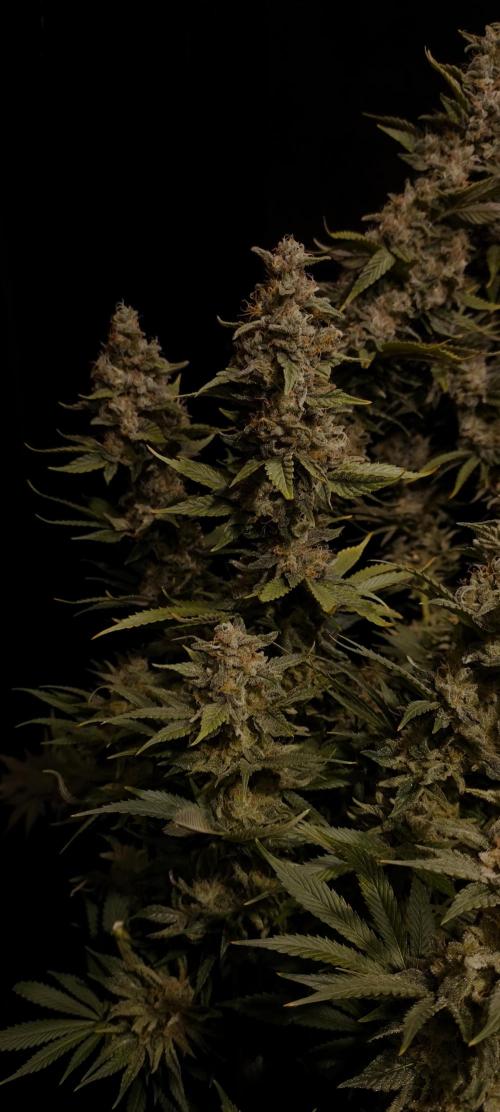 Zamnesia 2026 Plagron Eternity grow cup. Week 16
