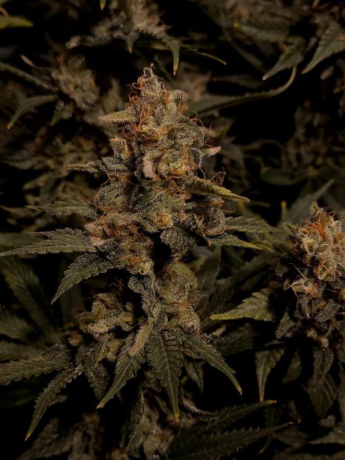 Zamnesia 2026 Plagron Eternity grow cup. Week 16