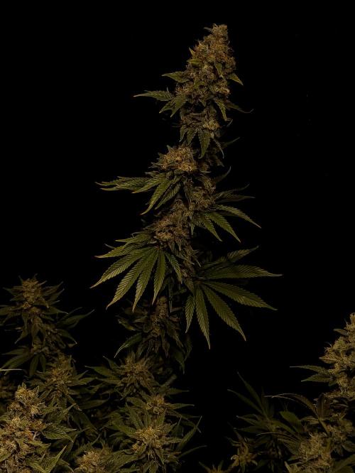 Zamnesia 2026 Plagron Eternity grow cup. Week 16