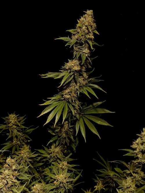 Zamnesia 2026 Plagron Eternity grow cup. Week 16