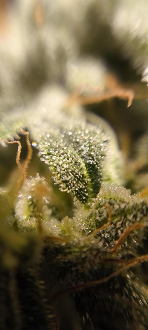 Zamnesia 2026 Plagron Eternity grow cup. Week 16