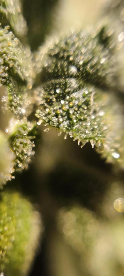 Zamnesia 2026 Plagron Eternity grow cup. Week 16