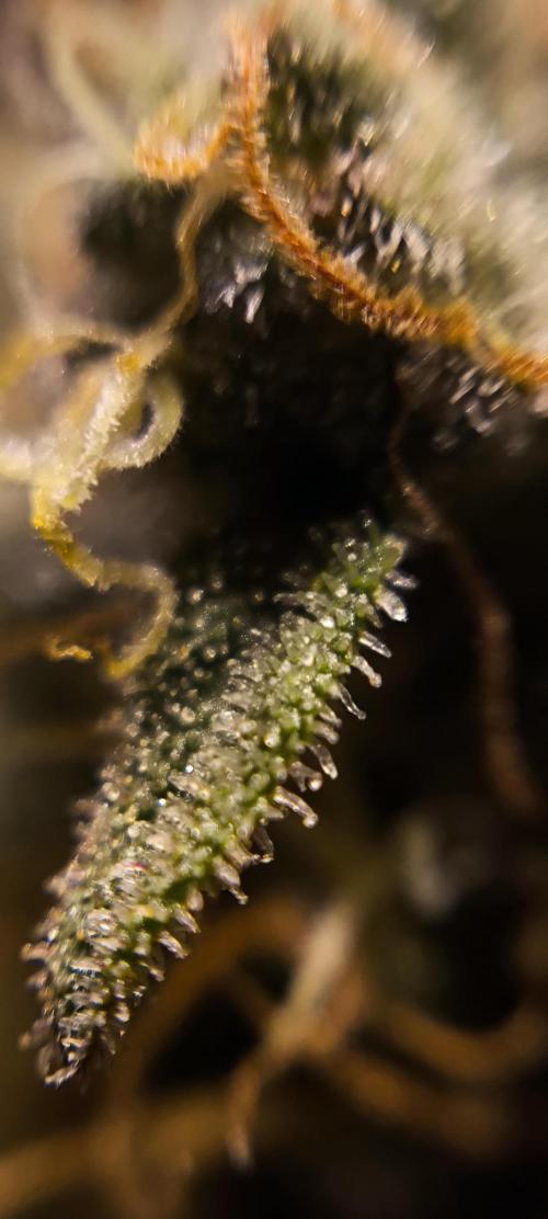 Zamnesia 2026 Plagron Eternity grow cup. Week 16