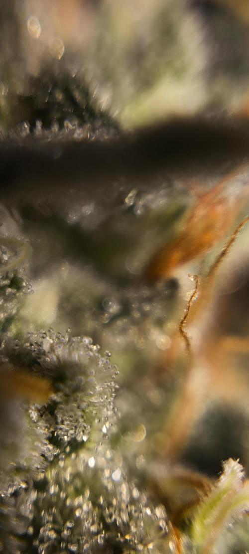 Zamnesia 2026 Plagron Eternity grow cup. Week 16