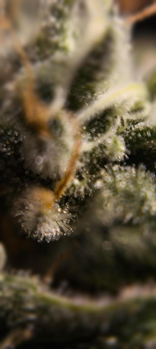 Zamnesia 2026 Plagron Eternity grow cup. Week 16