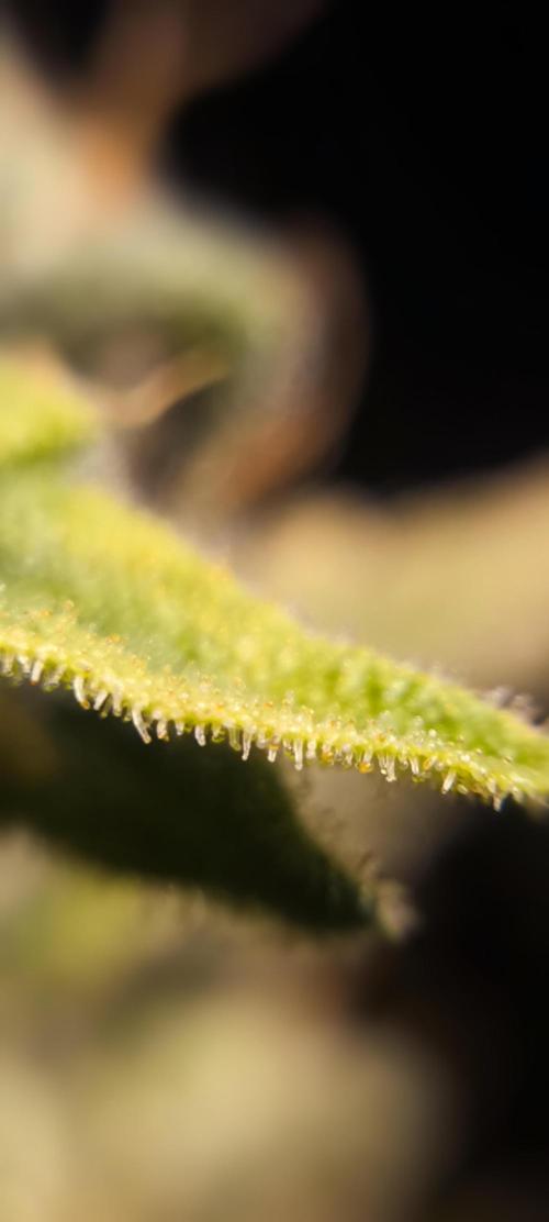 Zamnesia 2026 Plagron Eternity grow cup. Week 16