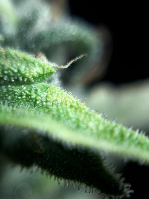 Zamnesia 2026 Plagron Eternity grow cup. Week 16