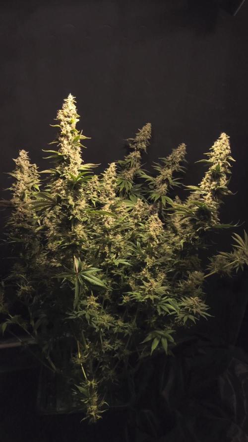 Zamnesia 2026 Plagron Eternity grow cup