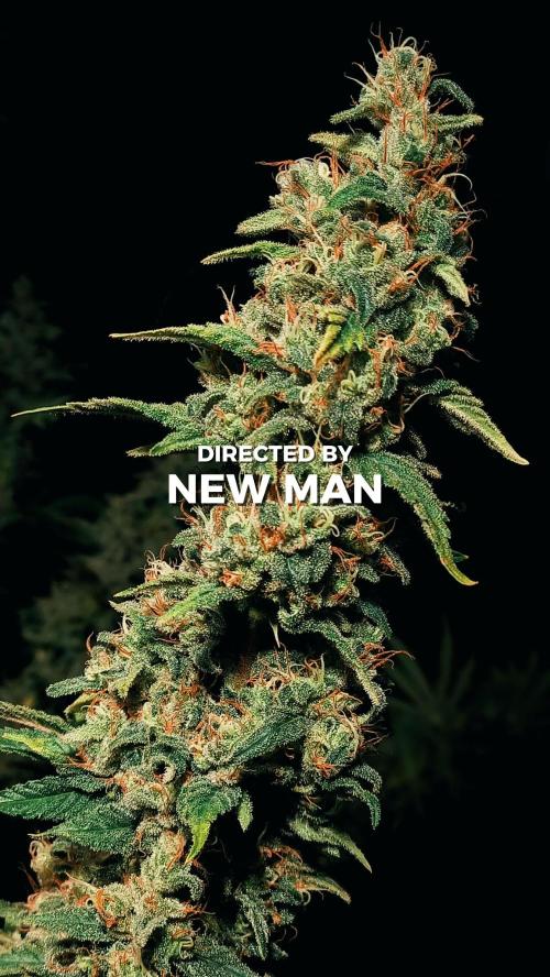 Zamnesia 2026 Plagron Eternity grow cup