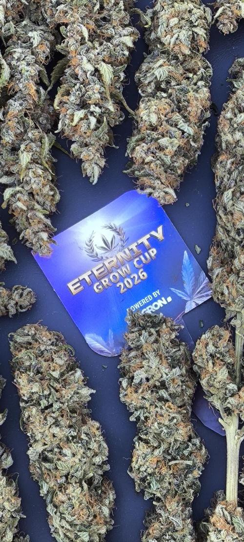 Zamnesia 2026 Plagron Eternity grow cup. Week 17