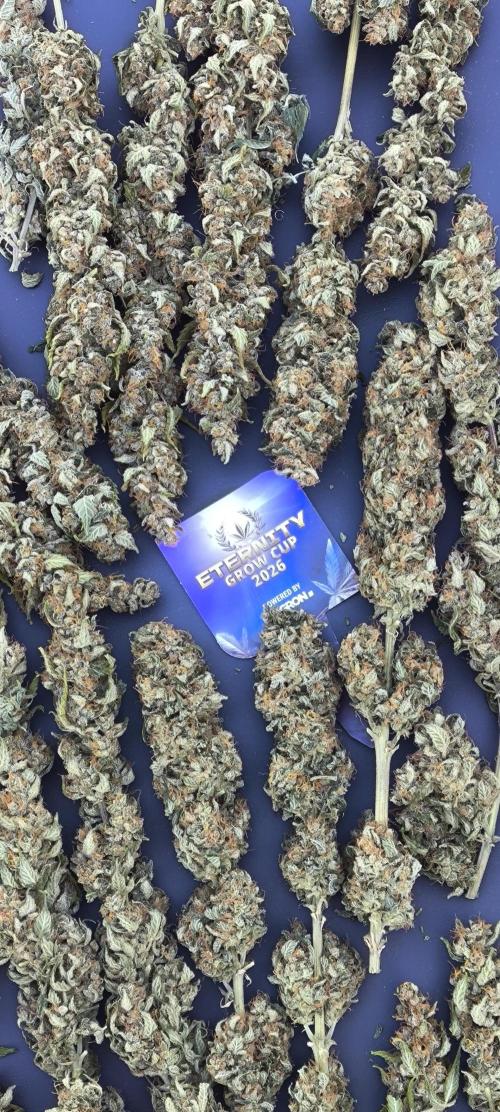 Zamnesia 2026 Plagron Eternity grow cup. Week 17