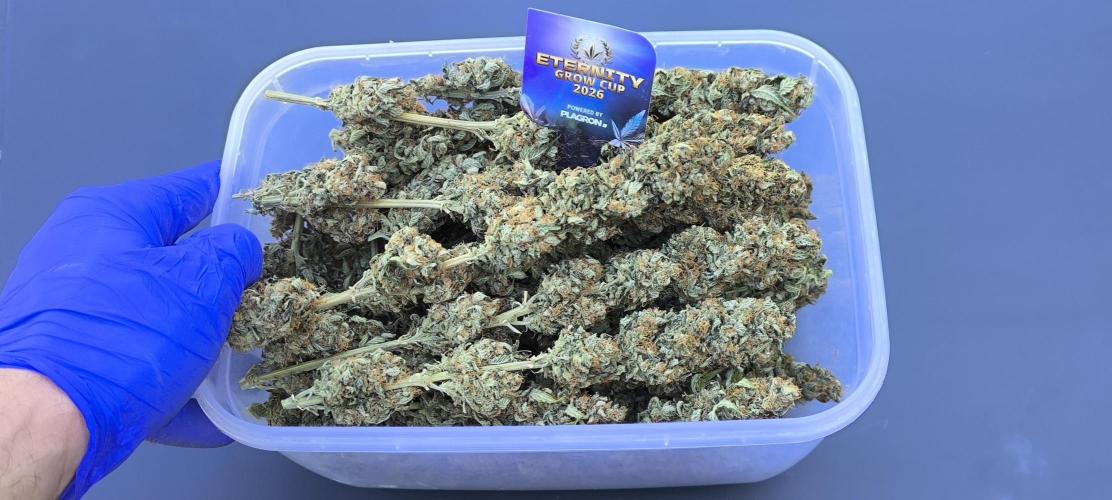 Zamnesia 2026 Plagron Eternity grow cup. Week 17