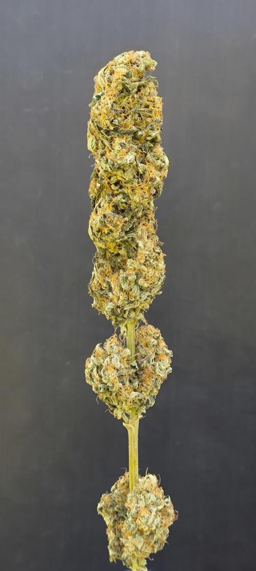 Zamnesia 2026 Plagron Eternity grow cup. Week 17