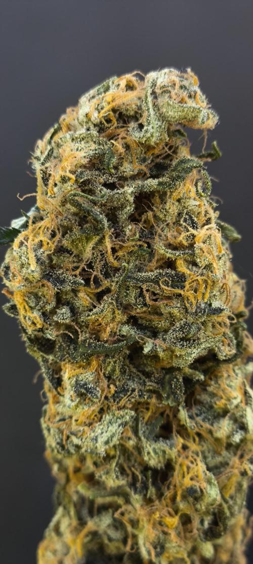 Zamnesia 2026 Plagron Eternity grow cup. Week 17