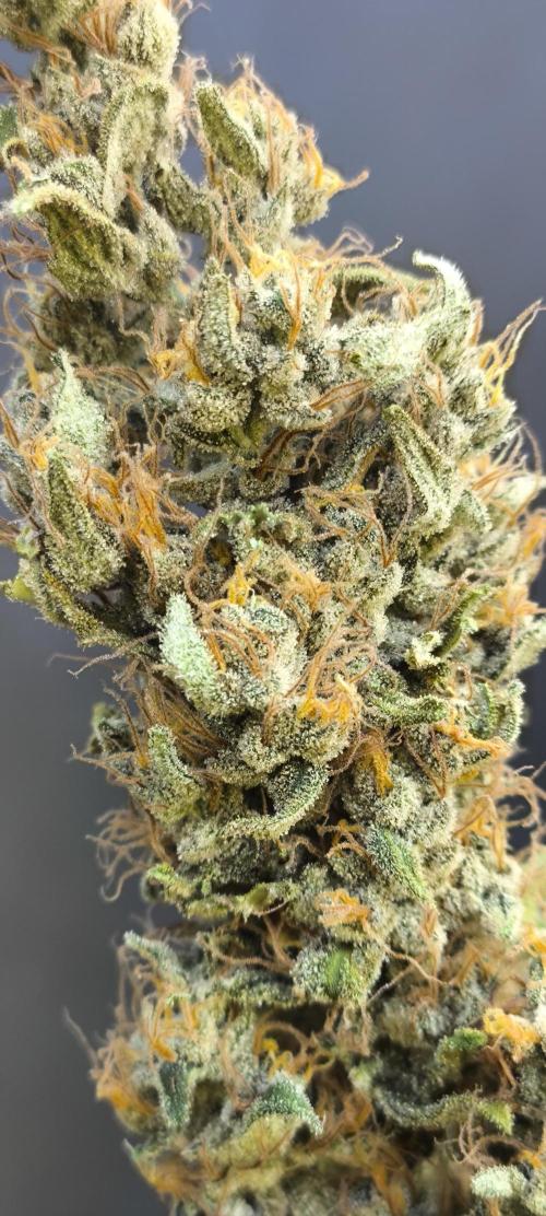Zamnesia 2026 Plagron Eternity grow cup. Week 17