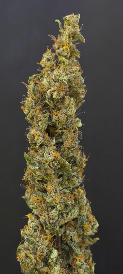 Zamnesia 2026 Plagron Eternity grow cup. Week 17
