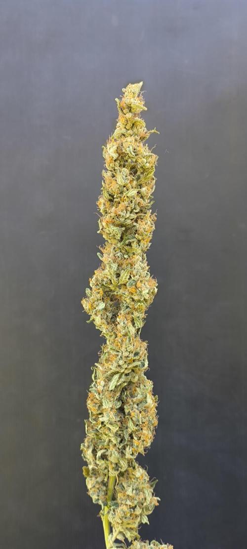 Zamnesia 2026 Plagron Eternity grow cup. Week 17