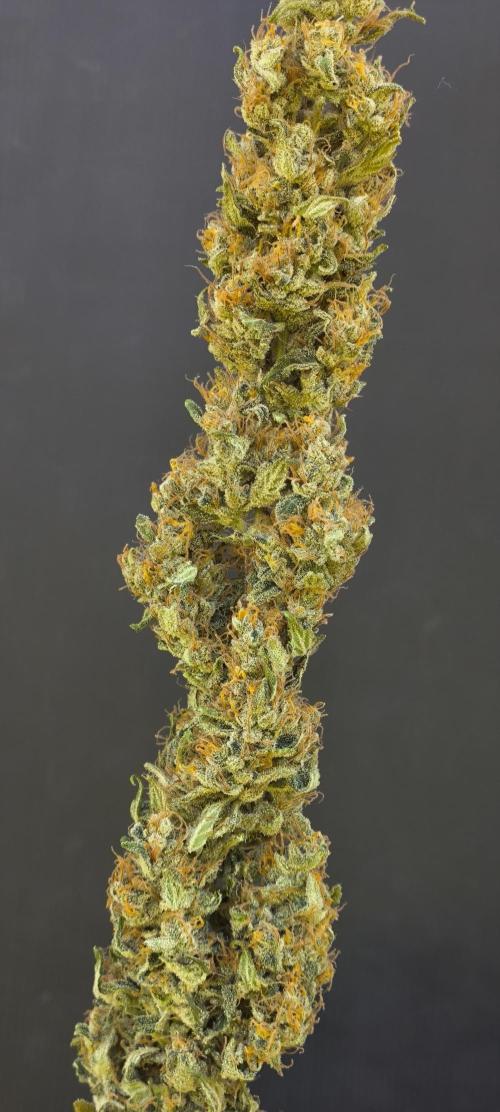 Zamnesia 2026 Plagron Eternity grow cup. Week 17
