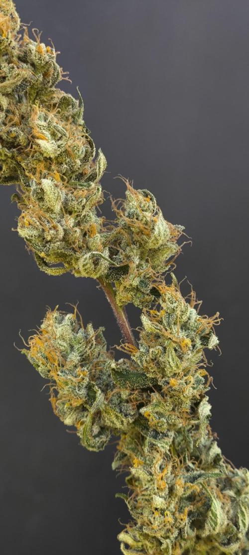 Zamnesia 2026 Plagron Eternity grow cup. Week 17