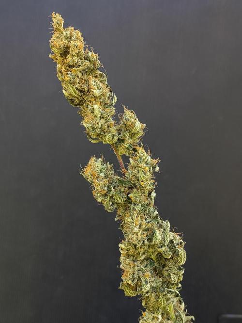 Zamnesia 2026 Plagron Eternity grow cup. Week 17